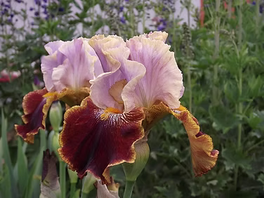 iris-1149067__480.jpg